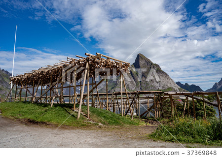 Fish heads drying on racks 37369848