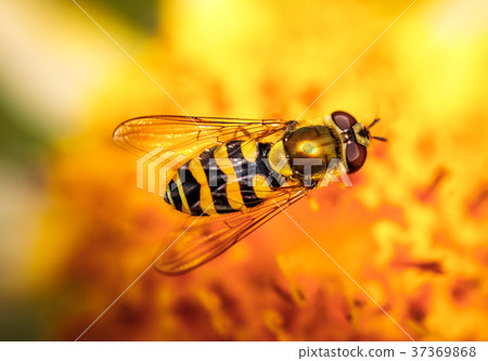 Wasp collects nectar from flower crepis alpina Wasp collects nectar from flower crepis alpina 37369868