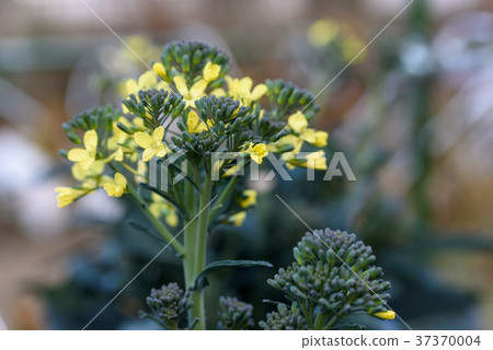 已開始開花的西蘭花花 37370004