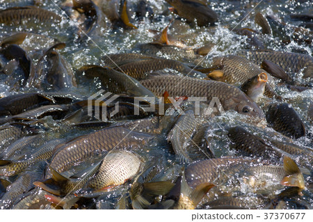 Fish carp 37370677