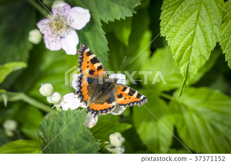Beautiful Tortoiseshell butterfly with open wings Beautiful Tortoiseshell butterfly with open wings 37371152