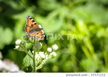 Tortoiseshell butterfly sitting on a white flower 37371153