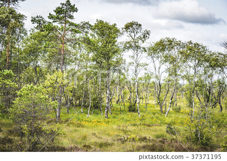 Birch trees with green leaves 37371195