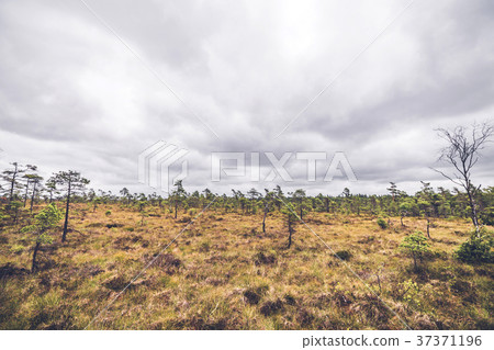 Small pine trees in a prairie landscape Small pine trees in a prairie landscape 37371196