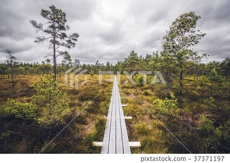 Wooden trail in the wilderness with trees 37371197