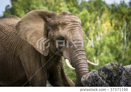 Elephant playing with a rock Elephant playing with a rock 37371198