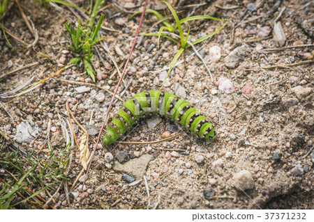Small Emperor Moth caterpillar in green colors 37371232
