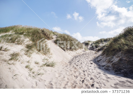 Footsteps in the sand on a beach with lyme grass 37371236