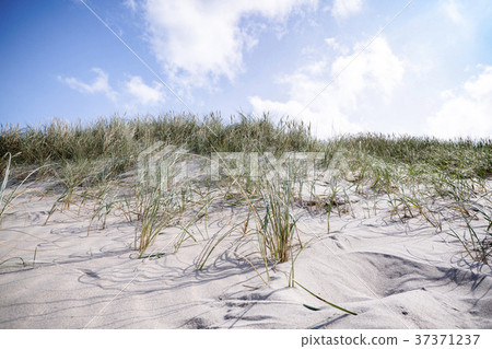Lyme grass in the sand on a beach dune 37371237