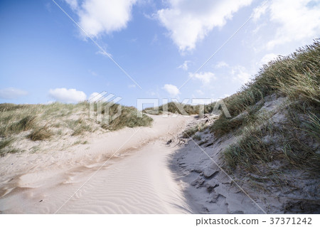Trail on a Scandinavian beach with lyme grass Trail on a Scandinavian beach with lyme grass 37371242