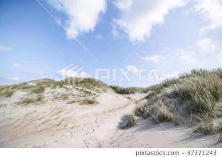 Beach dunes on a Scandinavian beach in the summer Beach dunes on a Scandinavian beach in the summer 37371243