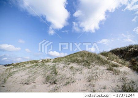 Sand dunes on a nordic beach in the summer Sand dunes on a nordic beach in the summer 37371244