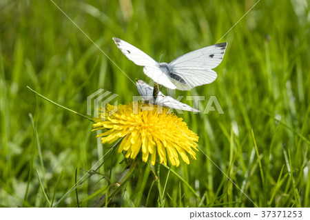 Pieris Brassicae butterflies in the mating act Pieris Brassicae butterflies in the mating act 37371253