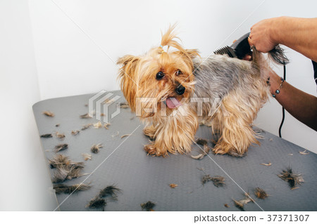 Yorkshire Terrier in the grooming salon Yorkshire Terrier in the grooming salon 37371307