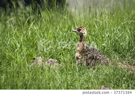 Young ostrich bird hiding in the grass Young ostrich bird hiding in the grass 37371384