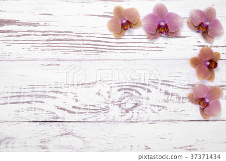 orchid flowers on white wooden table, top view orchid flowers on white wooden table, top view 37371434