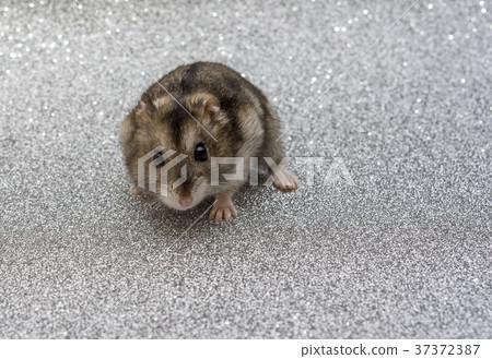 hamster stares into the distance 37372387