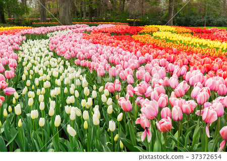 Rows of tulip flowers Rows of tulip flowers 37372654