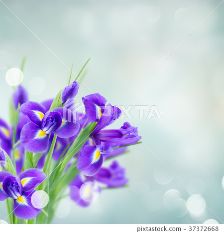 blue irise flowers 37372668
