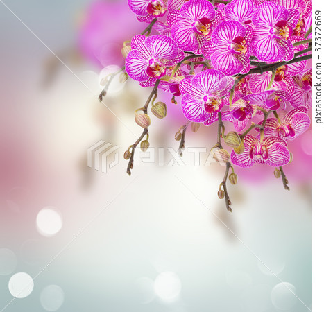 orchid flowers branch 37372669