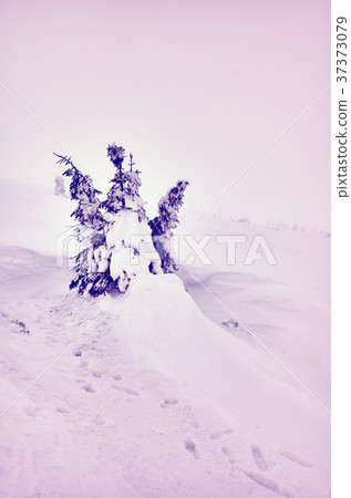 Winter landscape in a snowy day. Winter landscape in a snowy day. 37373079