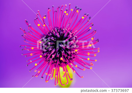 Exotic flower over ultra violet background 37373697