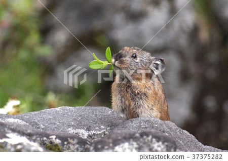 皮卡丘兔 37375282