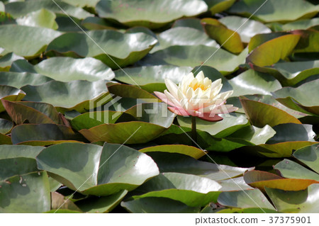 white water lily in pond white water lily in pond 37375901