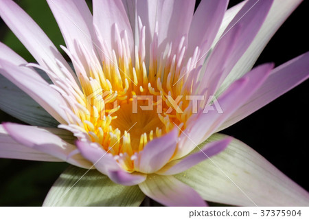 closeup of blooming water lily 37375904