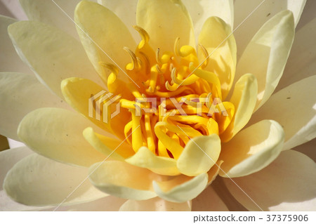 closeup of blooming water lily 37375906