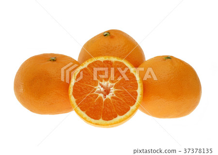 Mikan Nishi Uwa(溫州)白 Mikan Nishi Uwa(溫州)白 37378135