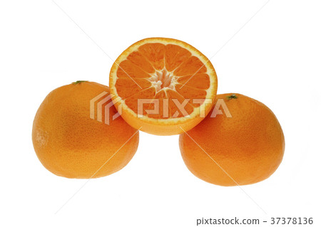 Mikan Nishi Uwa（溫州）白 37378136