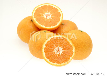 Mikan Nishi Uwa (Wenzhou) White Mikan Nishi Uwa (Wenzhou) White 37378142