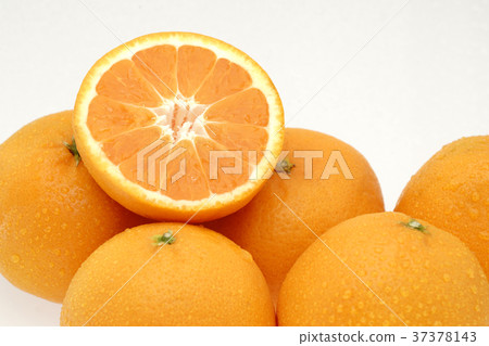 Mikan Nishi Uwa (Wenzhou) White Mikan Nishi Uwa (Wenzhou) White 37378143