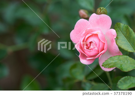 Pink roses bloom in a tropical garden with natural 37378190