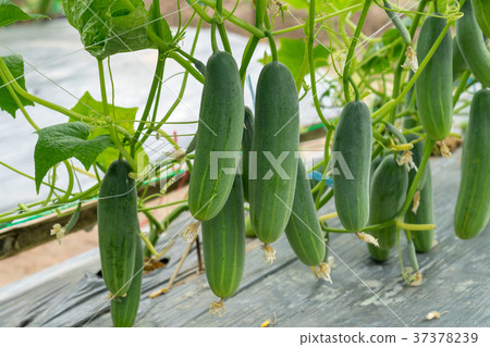 Green cucumber growing in field vegetable 37378239
