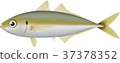 Horse mackerel	 37378352