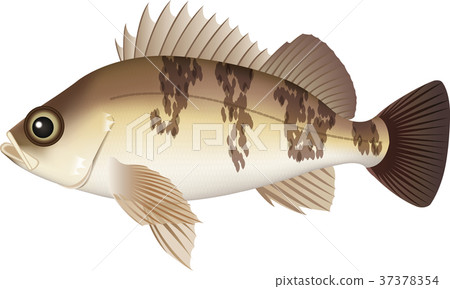 Meval - Stock Illustration [37378354] - PIXTA