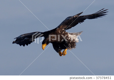 Great eagle in Hokkaido Great eagle in Hokkaido 37378451