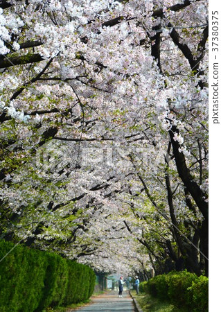 Spring bloom Sakura Namiki Spring bloom Sakura Namiki 37380375