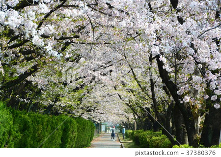 Spring bloom Sakura Namiki Spring bloom Sakura Namiki 37380376