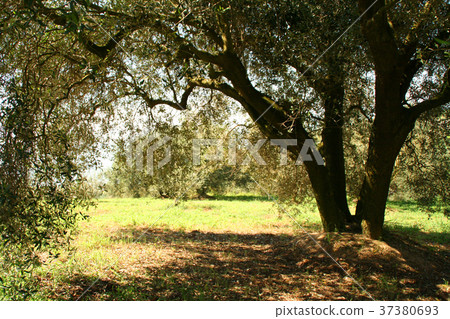 Shade of olive grove 37380693