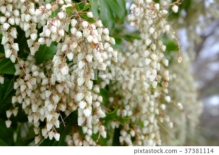 阿塞比花 37381114