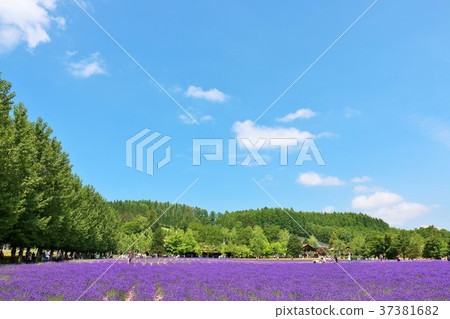 北海道藍天的淡紫色領域 37381682