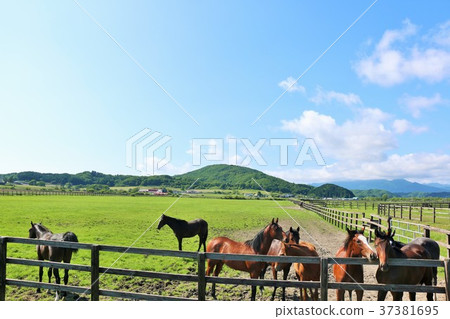 Thoroughbred farm of Hokkaido blue sky Thoroughbred farm of Hokkaido blue sky 37381695