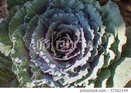 cabbage in the vegetable garden 37382144
