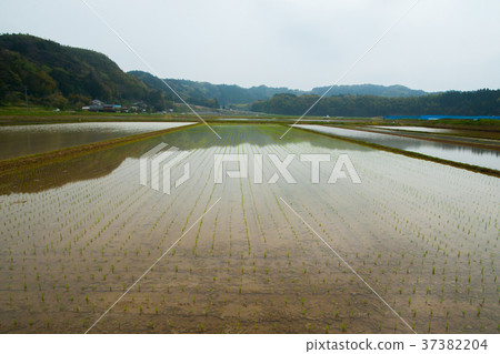 市原 市原 37382204