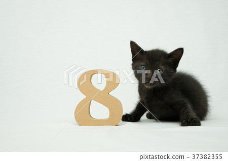 Number 8 and Black Cat Kitten Number 8 and Black Cat Kitten 37382355