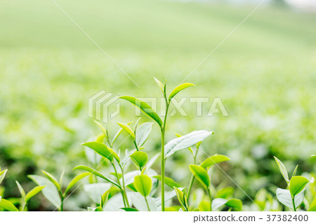 tea leaves with background blurred. 37382400