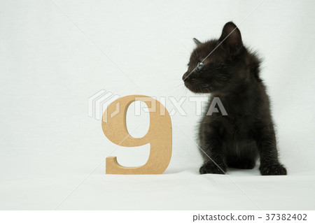 9號和黑貓小貓 9號和黑貓小貓 37382402